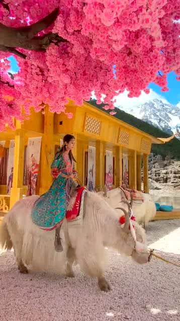 网红骑牦牛视频在线观看,带你领略高原风情